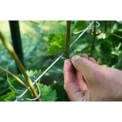 Laikikliai augalams - kabukai