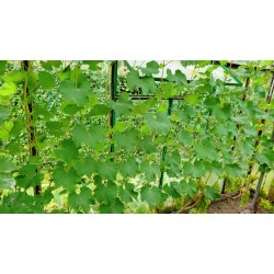 Laikikliai augalams - kabukai